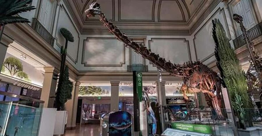 American History/Natural History Museum Combo Guided Tour - Walking to Natural History for fossils, forests, and space