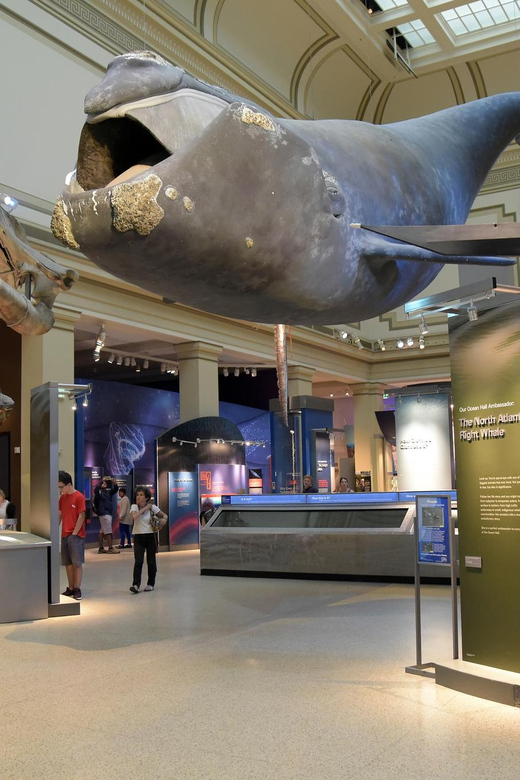 American History/Natural History Museum Combo Guided Tour - Who will get the most from this museum tour?