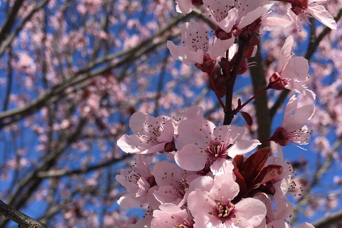 DC Kenwood Cherry Blossoms Half-Day Small Group Tour - Key points to know before booking