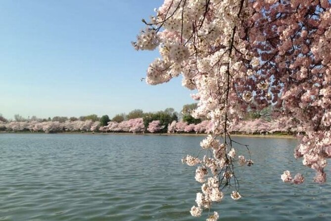 DC Kenwood Cherry Blossoms Half-Day Small Group Tour - Why Kenwood is worth the ride from central Washington