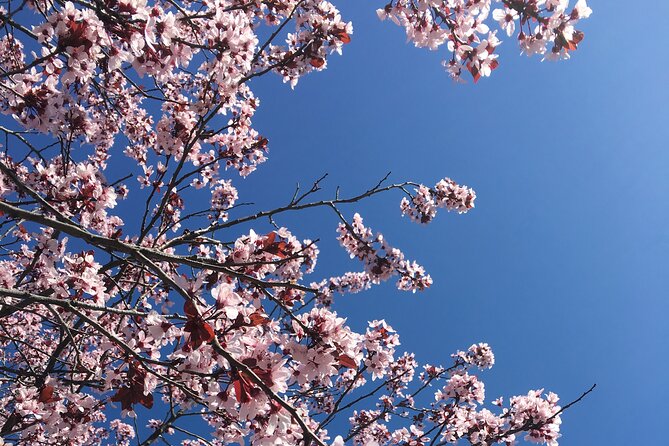 DC Kenwood Cherry Blossoms Half-Day Small Group Tour - Is $45 a fair price?