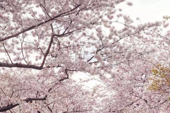 DC Kenwood Cherry Blossoms Half-Day Small Group Tour - The 1:30 pm departure and the ride out