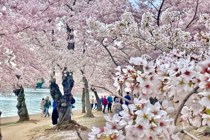 Grand Monuments & Memorials Tour - World War II Memorial and the Tidal Basin