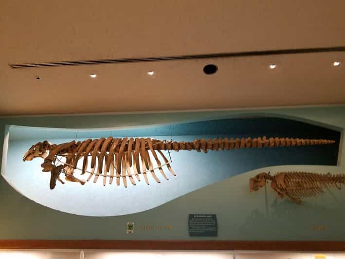 Guided Tour of The Natural History Museum - A guided route through Earth’s story