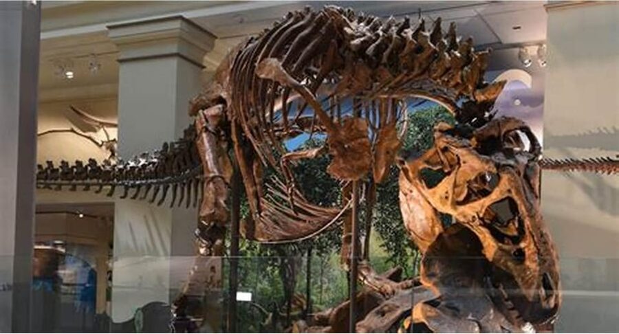 Guided Tour of The Natural History Museum - Should you book it?