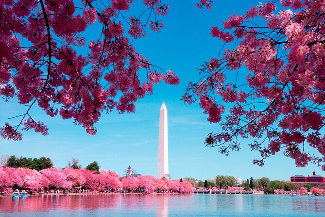 National Mall & Cherry Blossoms Tour with Optional Museum Tickets - Optional tickets: the part I would examine closely
