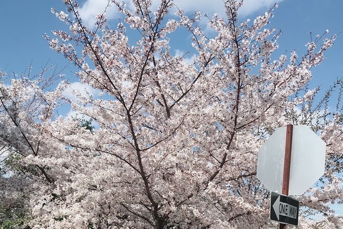 NYC to D.C Day Trip: Thomas Jefferson Memorial to Cherry Blossoms - The optional 90-minute cherry blossom route