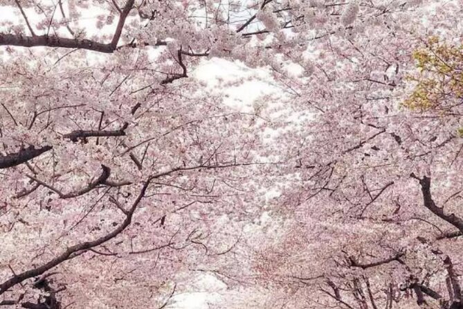 NYC to D.C Day Trip: Thomas Jefferson Memorial to Cherry Blossoms - More Washington sights, less independent time