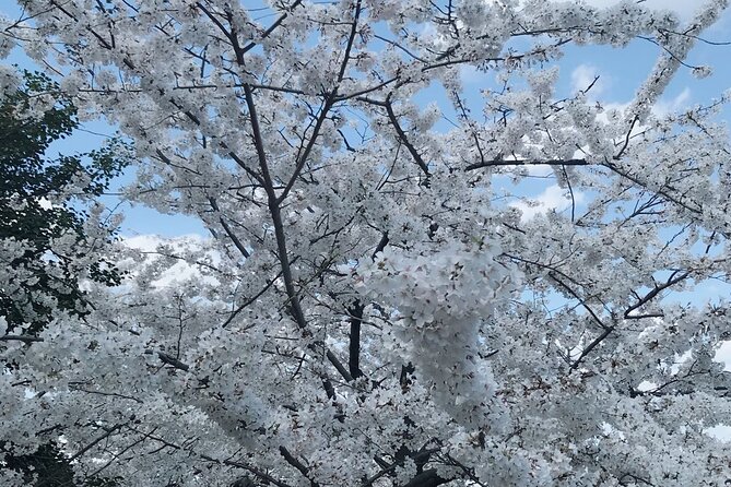 NYC to D.C Day Trip: Thomas Jefferson Memorial to Cherry Blossoms - What $143 buys you
