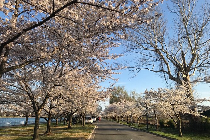 NYC to D.C Day Trip: Thomas Jefferson Memorial to Cherry Blossoms - Timing, comfort, and group size