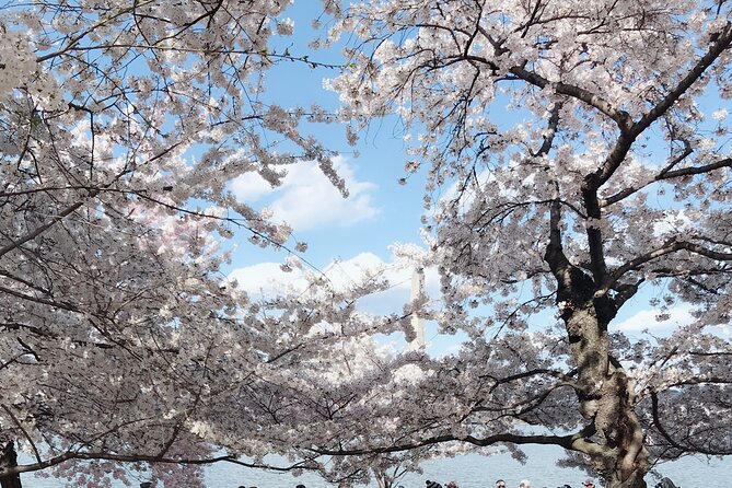 NYC to D.C Day Trip: Thomas Jefferson Memorial to Cherry Blossoms - Cancellation and weather rules