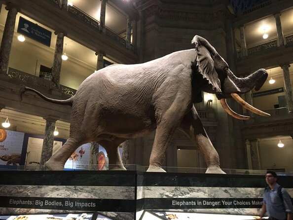 Smithsonian Museum of Natural History Guided Tour - Key points to know before you book