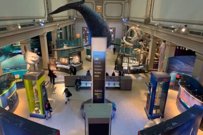 Smithsonian Museum of Natural History Guided Tour