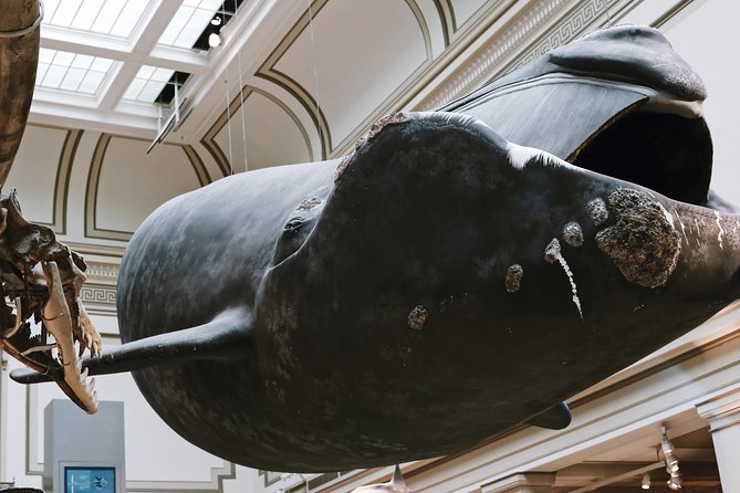 Smithsonian Museum of Natural History Small Group Tour: 8ppl Max - Dinosaurs and the great animals of the earth
