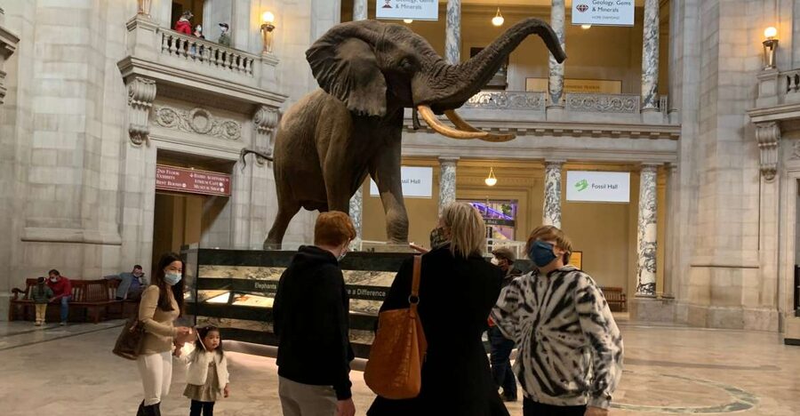Smithsonian National Museum of Natural History Guided Tour - Why a guide helps in a museum this large