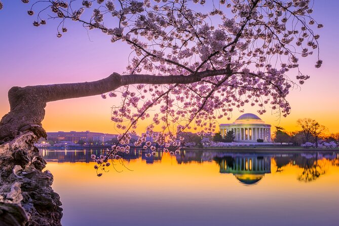 The DC Cherry Blossom Bus Tour with Tidal Basin Guided Walk - Meeting at the US Navy Memorial at 10 a.m.