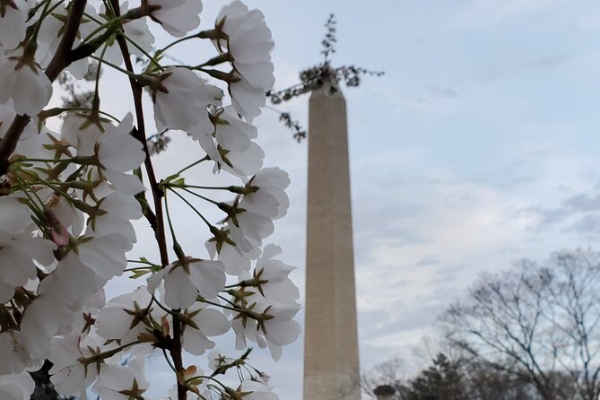 The DC Cherry Blossom Bus Tour with Tidal Basin Guided Walk - The walking is the detail you must not miss