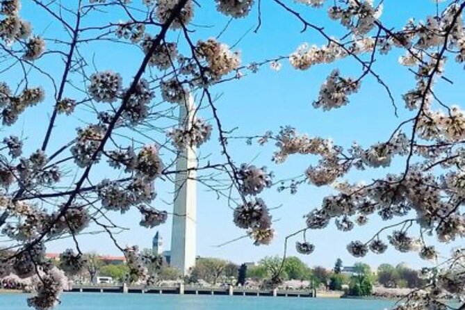 The DC Cherry Blossom Bus Tour with Tidal Basin Guided Walk - Guides make the difference