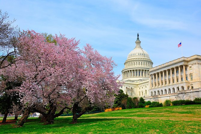 The DC Cherry Blossom Bus Tour with Tidal Basin Guided Walk - My verdict: a useful blossom-season overview