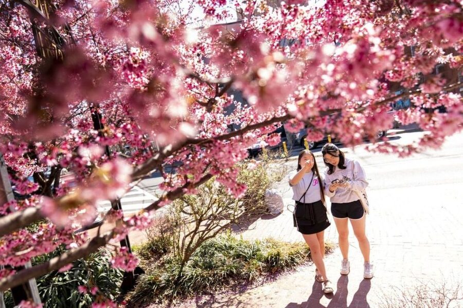 Washington DC: Cherry Blossom Walking Tour - Who should book this walking tour