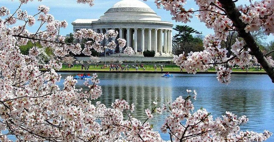 Washington DC: Cherry Blossom Walking Tour - Martin Luther King Jr. Memorial and the meaning of justice