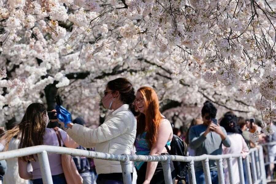 Washington DC: Cherry Blossom Walking Tour - Lincoln Memorial: a strong first monument