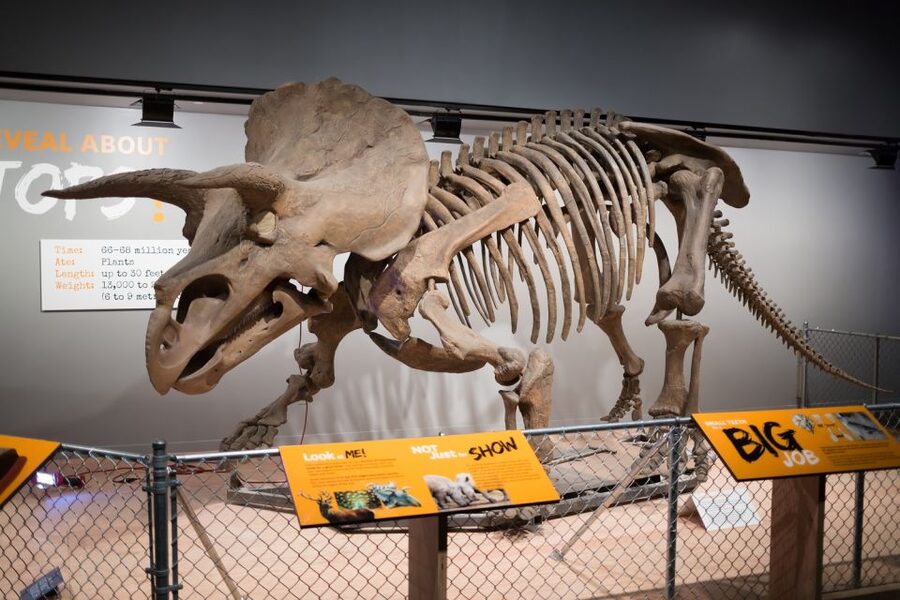 Washington DC: Museum of Natural History Private Guided Tour - Why a private visit helps at this museum
