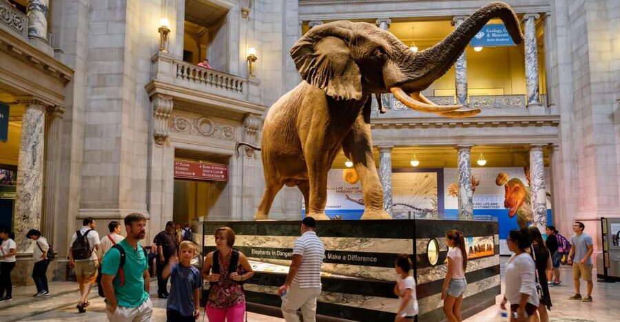 Washington DC: Museum of Natural History Private Guided Tour - Starting with the displays your family cares about
