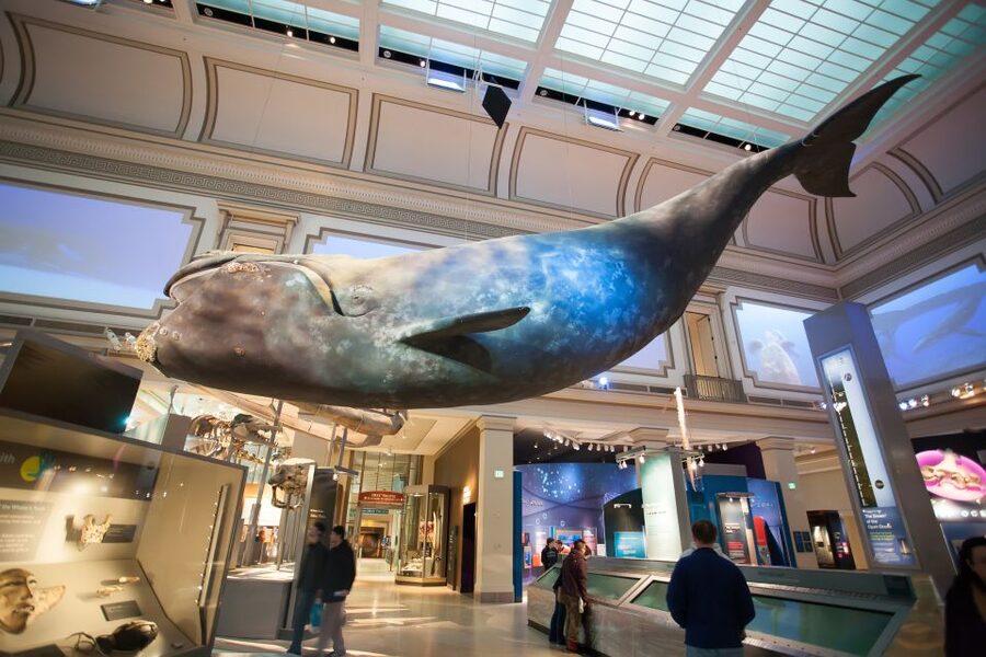 Washington DC: Museum of Natural History Private Guided Tour - Mummies and early civilizations add a human story