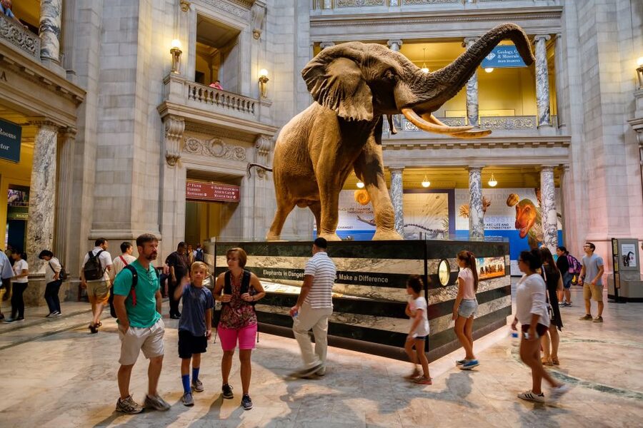 Washington DC: Museum of Natural History Private Guided Tour - Meeting your guide on the National Mall