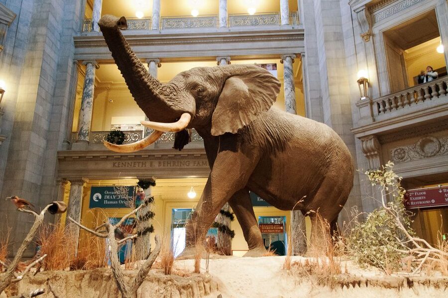 Washington DC: National Museum of Natural History Tour - Mummies and the human side of natural history