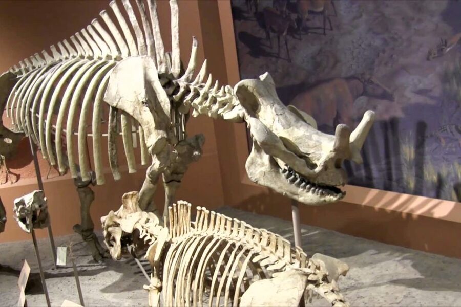Washington DC: National Museum of Natural History Tour - Ocean Hall, coral, and Phoenix the whale