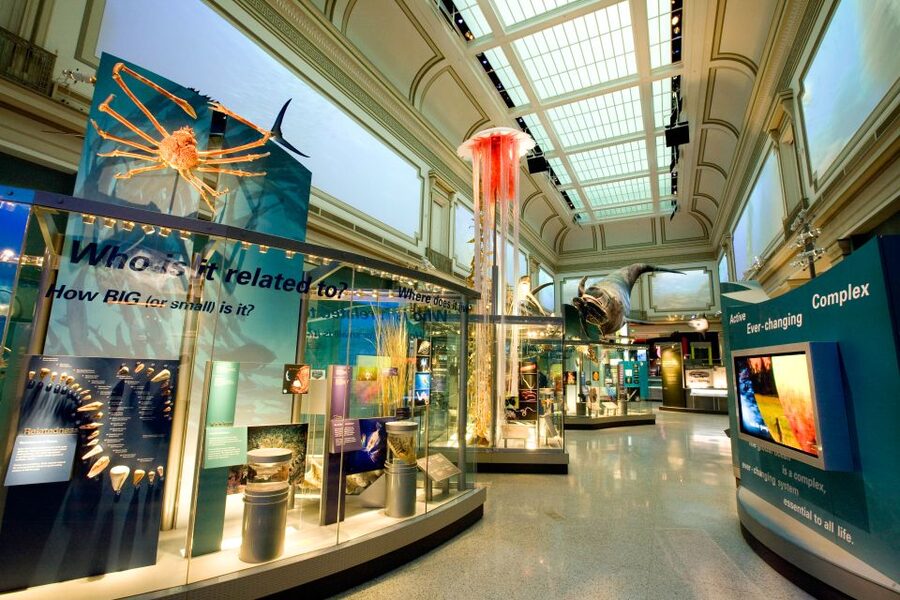 Washington DC: National Museum of Natural History Tour - The Fossil Lab and the Arctic Narwhal
