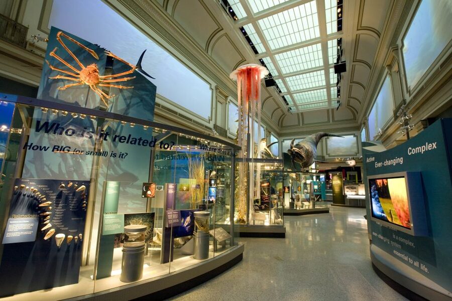 Washington DC: National Museum of Natural History Tour - Giraffes, elephants, polar bears, and other giants