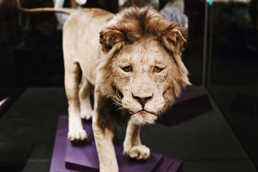 Washington DC: National Museum of Natural History Tour - What the guides add to the experience