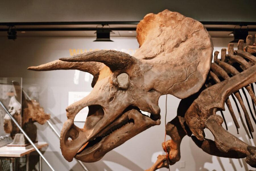 Washington, DC: Natural History & Air and Space Museum Tour - Closures, security, and practical limits